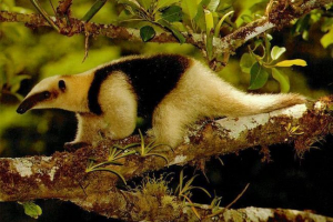 Muravies. Moravie. Rodzaje i zdjęcia ssaków Muravies. Moravie. Rodzaje i zdjęcia ssaków